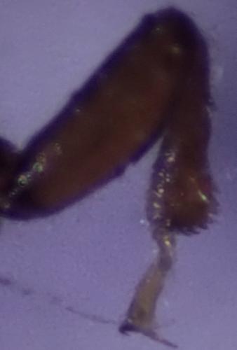 Rhopalodontus perforatus